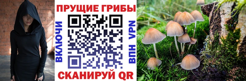 купить   мега как войти  Галлюциногенные грибы Magic Shrooms  Медвежьегорск 